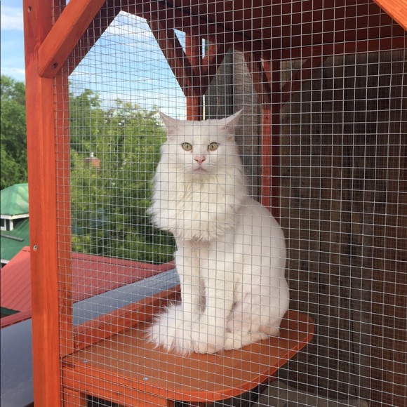 Meet your Posher, Laurie 💕Offers Welcome💕 - Picture 4 of 4